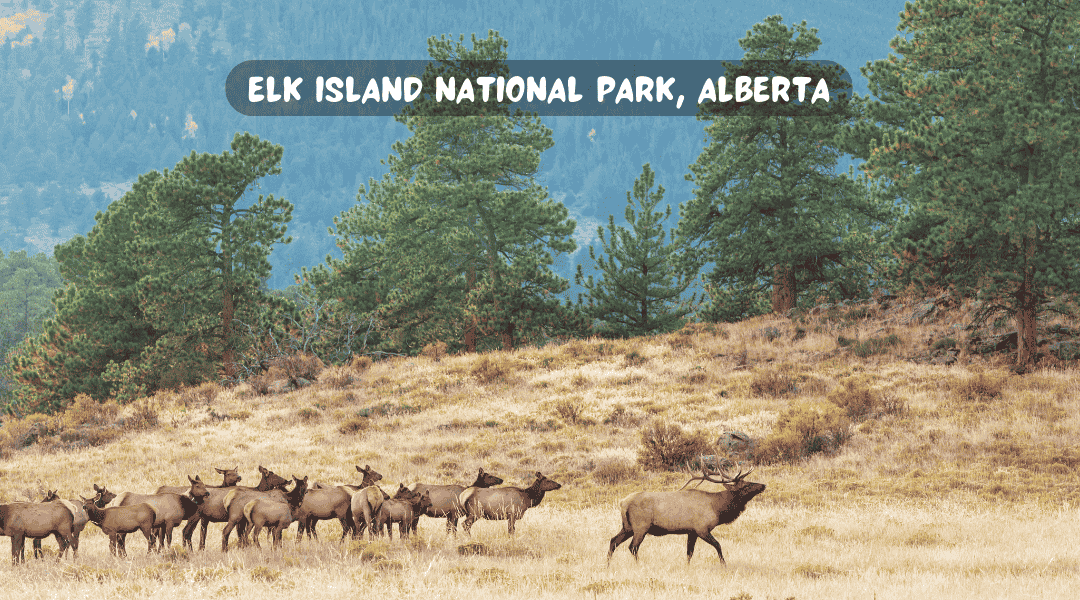 Exploring-Elk-Island-National-Park-Alberta-Canada