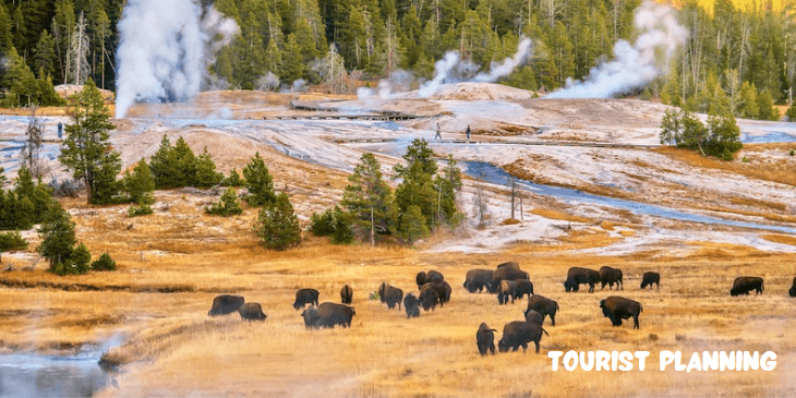 Yellowstone-National-Park-Caution-Avoid-Encounters-with-Elk