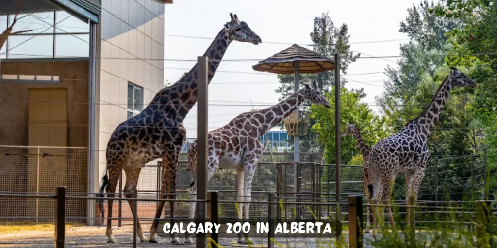 Visiting Calgary Zoo in Alberta: A Tourist Plan