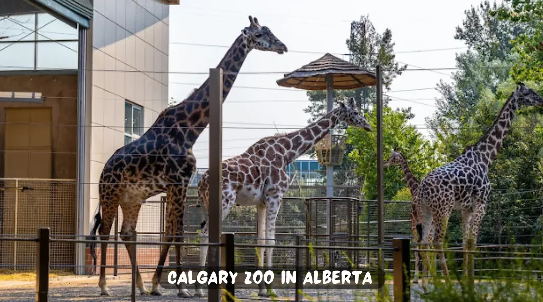 Visiting Calgary Zoo in Alberta: A Tourist Plan