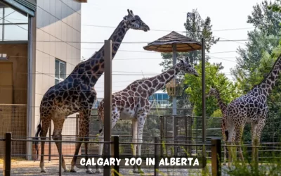 Visiting Calgary Zoo in Alberta: A Tourist Plan